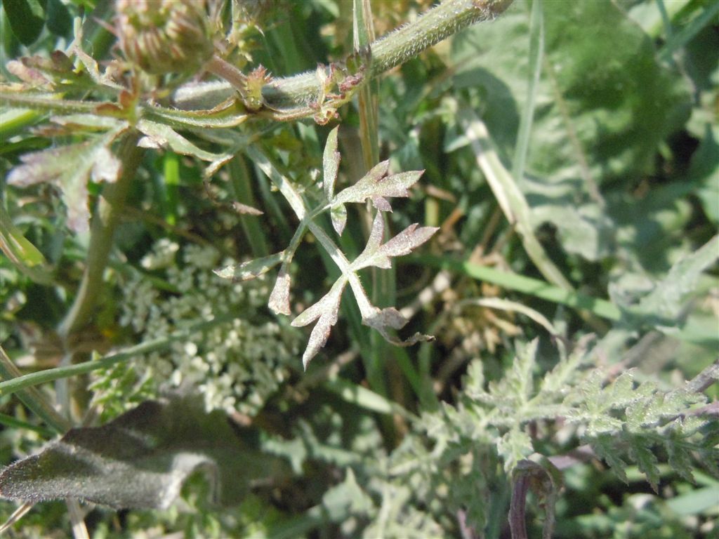 Daucus carota